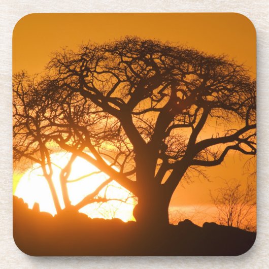 Afrika, Botswana, Ondergaande zon schetst Baobab i Bier Onderzetter (Voorkant)