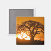 Afrika, Botswana, Ondergaande zon schetst Baobab i Magneet (Voorkant / Achterkant)