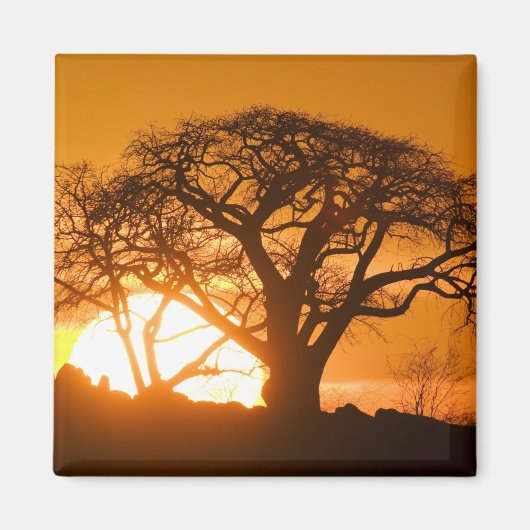 Afrika, Botswana, Ondergaande zon schetst Baobab i Magneet (Voorkant)