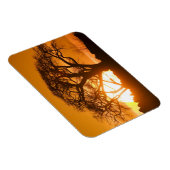 Afrika, Botswana, Ondergaande zon schetst Baobab i Magneet (Rechterzijde)