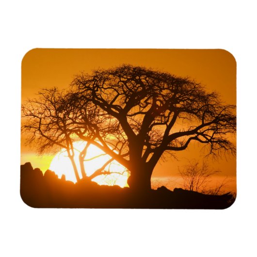 Afrika, Botswana, Ondergaande zon schetst Baobab i Magneet (Horizontaal)