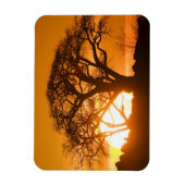 Afrika, Botswana, Ondergaande zon schetst Baobab i Magneet (Verticaal)
