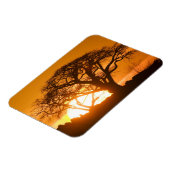 Afrika, Botswana, Ondergaande zon schetst Baobab i Magneet (Linkerzijde)