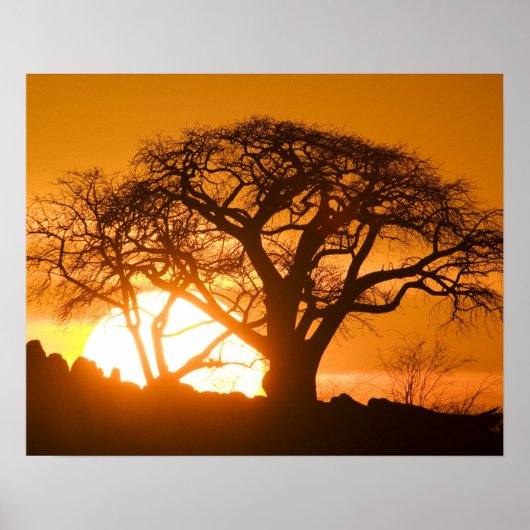Afrika, Botswana, Ondergaande zon schetst Baobab i Poster (Voorkant)