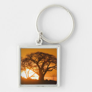 Afrika, Botswana, Ondergaande zon schetst Baobab i Sleutelhanger