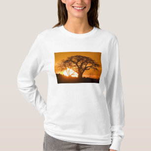 Afrika, Botswana, Ondergaande zon schetst Baobab i T-shirt