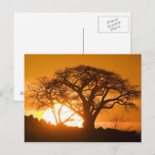 Afrika, Botswana, Ondergaande zon schetst Baobab s Briefkaart (Voorkant / Achterkant)