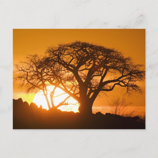 Afrika, Botswana, Ondergaande zon schetst Baobab s Briefkaart (Voorkant)