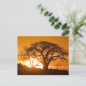 Afrika, Botswana, Ondergaande zon schetst Baobab s Briefkaart (Staand voorkant)