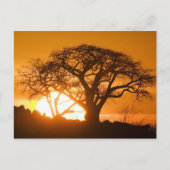 Afrika, Botswana, zonnesilhouettes Baobab Briefkaart (Voorkant)