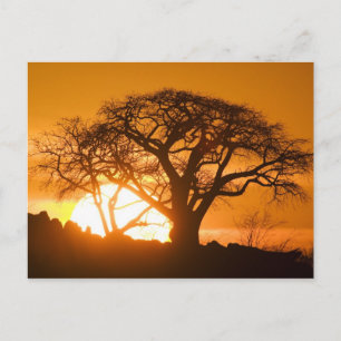 Afrika, Botswana, zonnesilhouettes Baobab Briefkaart