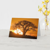 Afrika, Botswana, zonnesilhouettes Baobab Kaart (Gele Bloem)