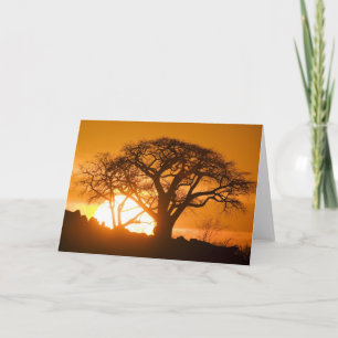 Afrika, Botswana, zonnesilhouettes Baobab Kaart