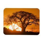 Afrika, Botswana, zonnesilhouettes Baobab Magneet (Horizontaal)