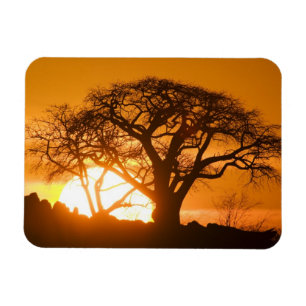 Afrika, Botswana, zonnesilhouettes Baobab Magneet