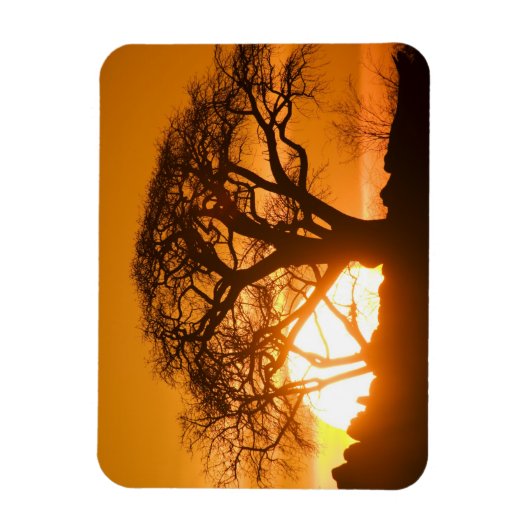 Afrika, Botswana, zonnesilhouettes Baobab Magneet (Verticaal)