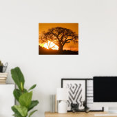 Afrika, Botswana, zonnesilhouettes Baobab Poster (Thuiskantoor)