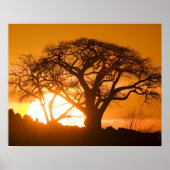 Afrika, Botswana, zonnesilhouettes Baobab Poster (Voorkant)