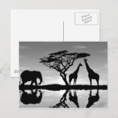 Afrika Briefkaart (Voorkant / Achterkant)