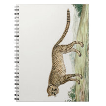 Afrika Cheetah Illustratie