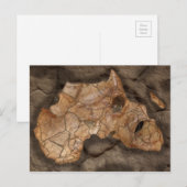 Afrika dinosaurus fossiel briefkaart (Voorkant / Achterkant)