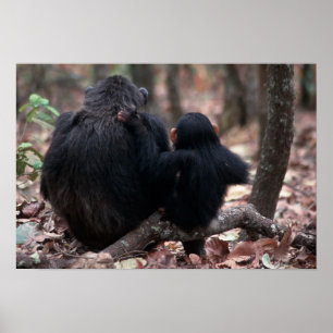 Afrika, East Africa, Tanzania, Gombe National Poster