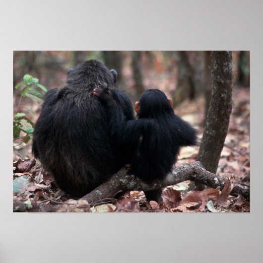 Afrika, East Africa, Tanzania, Gombe National Poster (Voorkant)