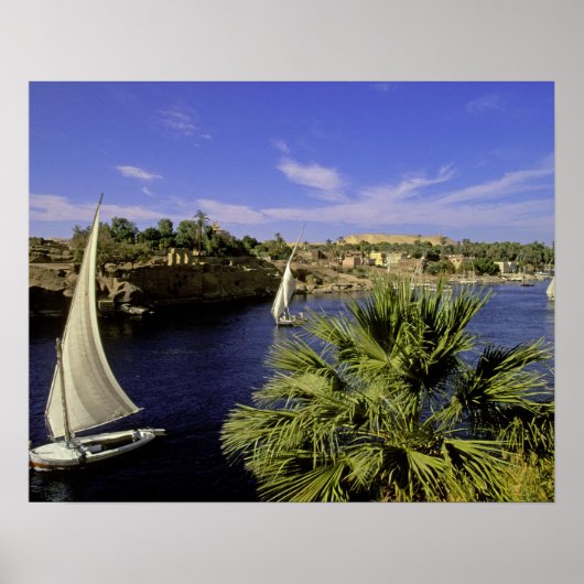 Afrika, Egypte, Boven-Egypte, Aswan. Feluccas 2 Poster (Voorkant)