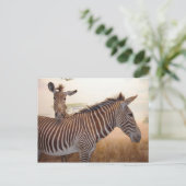 Afrika - Foto - Zebra Briefkaart (Staand voorkant)