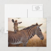 Afrika - Foto - Zebra Briefkaart (Voorkant / Achterkant)