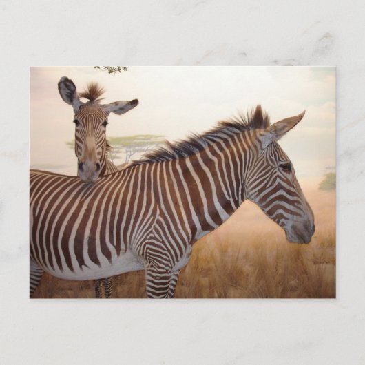 Afrika - Foto - Zebra Briefkaart (Voorkant)