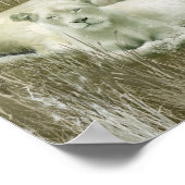 Afrika - geest van het Poster van de White Lion Ar (Hoek)