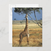 Afrika, Kenia, Amboseli NP. A Common, of Masai, Briefkaart (Voorkant / Achterkant)