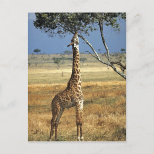 Afrika, Kenia, Amboseli NP. A Common, of Masai, Briefkaart