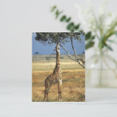 Afrika, Kenia, Amboseli NP. A Common, of Masai, Briefkaart (Staand voorkant)