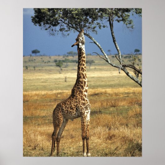 Afrika, Kenia, Amboseli NP. A Common, of Masai, Poster (Voorkant)