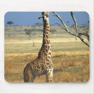Afrika, Kenia, Amboseli NP. Een gewone, of Masaai, Muismat