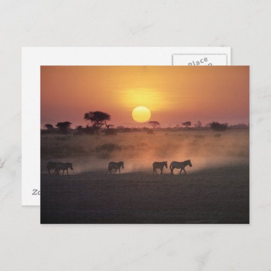 Afrika, Kenia, Amboseli NP. Zebra loop naar de Briefkaart (Voorkant / Achterkant)