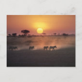 Afrika, Kenia, Amboseli NP. Zebra loop naar de Briefkaart (Voorkant)