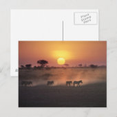 Afrika, Kenia, Amboseli NP. Zebra's lopen naar de Briefkaart (Voorkant / Achterkant)
