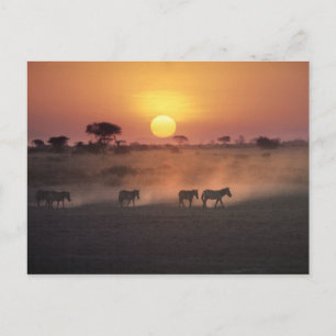 Afrika, Kenia, Amboseli NP. Zebra's lopen naar de Briefkaart