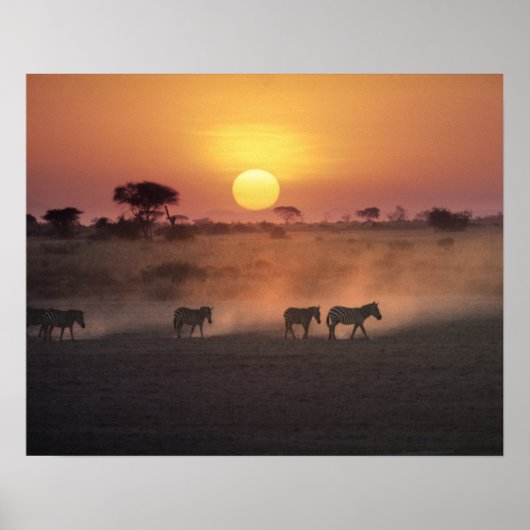 Afrika, Kenia, Amboseli NP. Zebra's lopen naar de Poster (Voorkant)