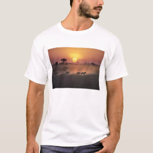 Afrika, Kenia, Amboseli NP. Zebra's lopen naar de T-shirt