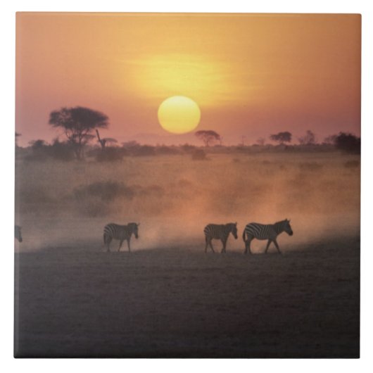 Afrika, Kenia, Amboseli NP. Zebra's lopen naar de Tegeltje (Voorkant)