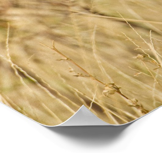 Afrika. Kenia. Cheetah bij Samburu NP. Poster (Hoek)