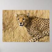 Afrika. Kenia. Cheetah bij Samburu NP. Poster (Voorkant)