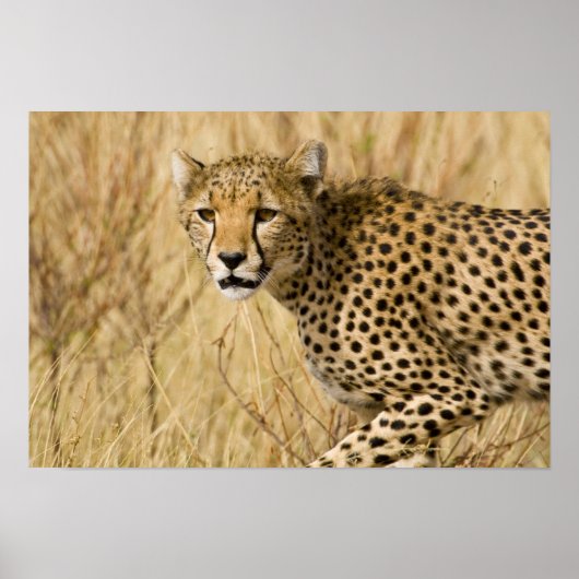 Afrika. Kenia. Cheetah bij Samburu NP. Poster (Voorkant)