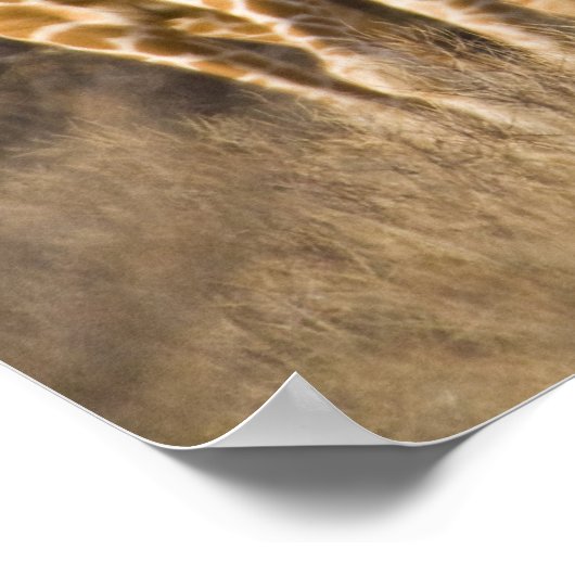 Afrika. Kenia. Herd van geënte Giraffes op Poster (Hoek)