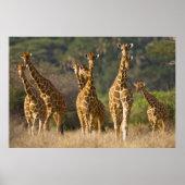 Afrika. Kenia. Herd van geënte Giraffes op Poster (Voorkant)