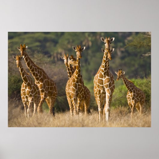 Afrika. Kenia. Herd van geënte Giraffes op Poster (Voorkant)